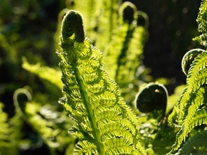 Fern, green ones, Leaf