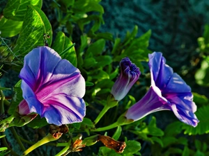 ligh, Flowers, flash, Leaf, bindweed, sun, luminosity