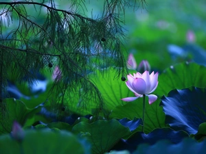 Leaf, twig, luminosity, ligh, flash, Colourfull Flowers, lotus, sun