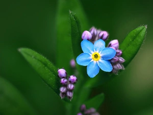 Leaf, blue, Flower