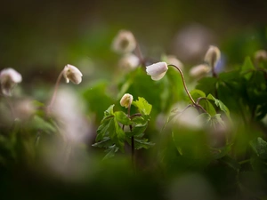 Flowers, Anemones, Leaf, White