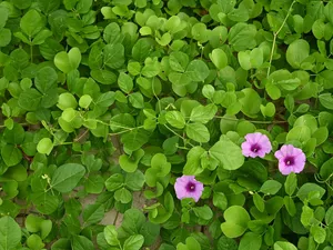 Flowers, Field Bindweed, Leaf