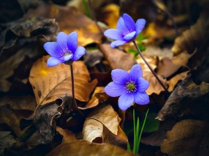dry, Leaf, Flowers, Liverworts, Blue