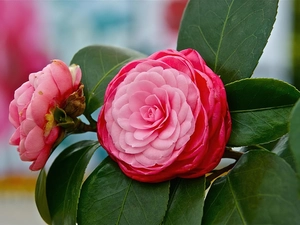 Leaf, camellia, Flowers