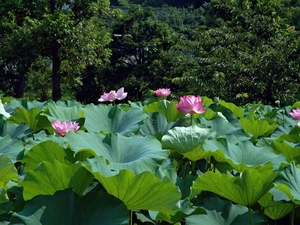 Colourfull Flowers, Big, Leaf, lotus