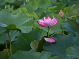 lotus, Colourfull Flowers, petal, developed, Pink, bud, Leaf