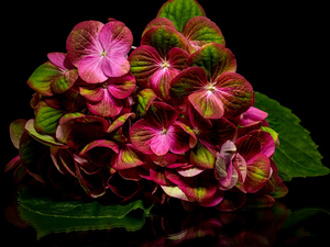 dark, background, hydrangea, Leaf, Colourfull Flowers