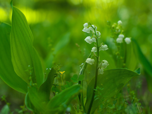 Leaf, lilies, Flowers