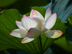 White-Pink, lotus, Leaf, Colourfull Flowers