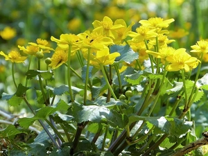 Yellow, Marsh-Marigold, Leaf, marigolds, Flowers