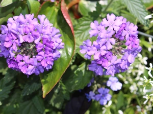 Leaf, purple, Flowers