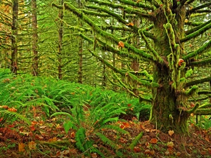 forest, fern, Leaf, mosses