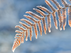 White frost, Fern, leaf