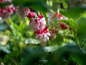 Leaf, Flowers, fuchsia