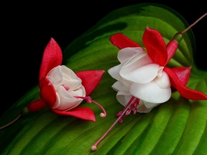 fuchsia, leaf