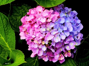 hydrangea, Leaf, Garden, two Colors