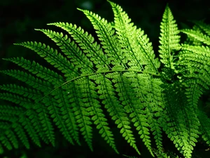 leaf, Fern, Green