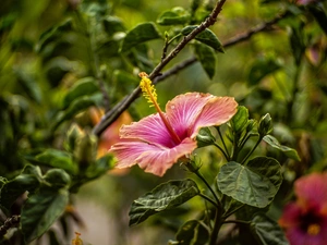 Leaf, Flowers, hibiskus