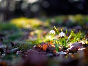 Leucojum, Leaf