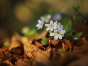 dry, Leaf, lilac, Flowers, Liverworts