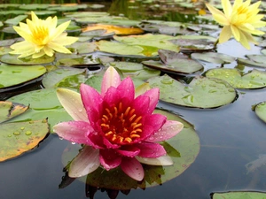 lilies, water, Leaf, water