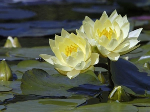 Leaf, water, lilies