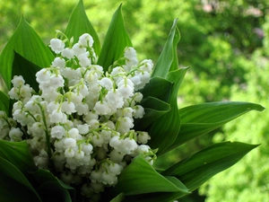 lilies, Leaf