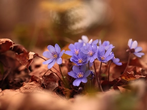 Liverworts, purple, Flowers, Leaf