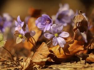 dry, Leaf, Liverworts, Flowers, lilac