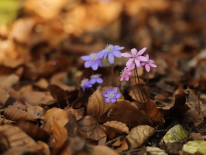 dry, Leaf, Liverworts, Flowers, Pink