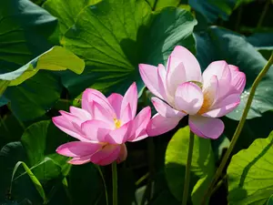 Leaf, Flowers, lotus