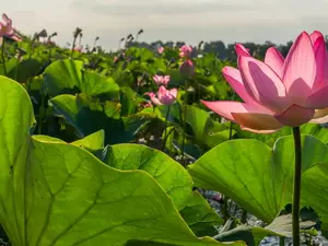 Leaf, Flowers, lotus