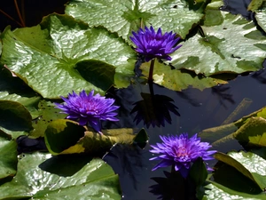 water-lily, Flowers, Leaf