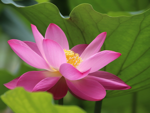 leaf, Pink, lotus