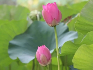 Buds, Leaf, lotuses, Pink, Flowers
