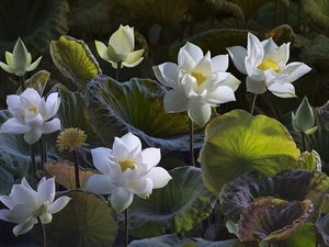 Leaf, Flowers, lotuses