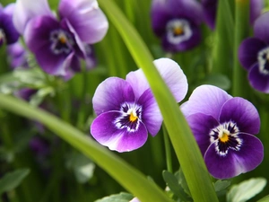 Leaf, Purple, pansies