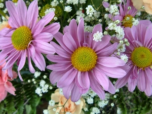 Leaf, gerberas, pink