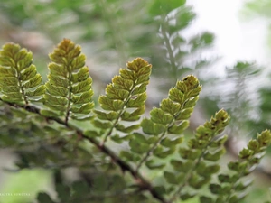 leaf, Fern, plant