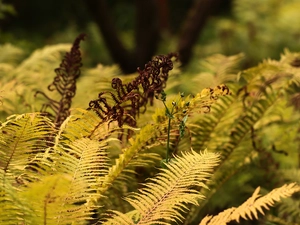 Leaf, fern, Plants