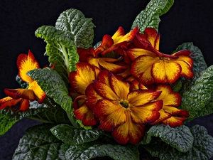 Leaf, Flowers, primrose