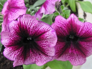 Leaf, petunias, purple