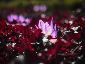 Leaf, colchicum, Red