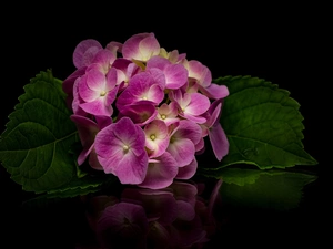 hydrangea, Leaf, reflection, Colourfull Flowers