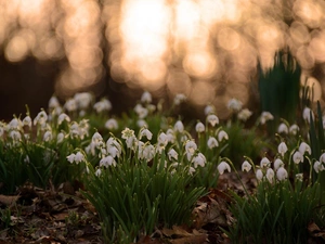 snowdrops, Leaf