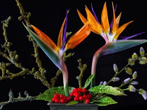 Twigs, Flowers, Plant, Leaf, database, Strelitzia