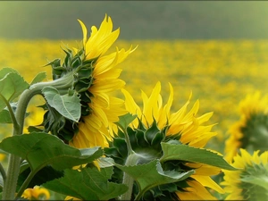 Nice sunflowers, green ones, Leaf, Field