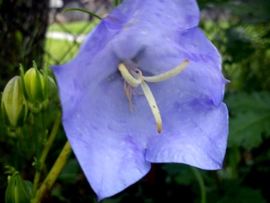 summer, Flowers, The Leaf Peach Ringtone, nature