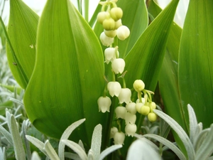 lily of the Valley, Leaf