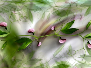 Fragrant Peas, twig, Leaf, graphics, Buds, Flowers